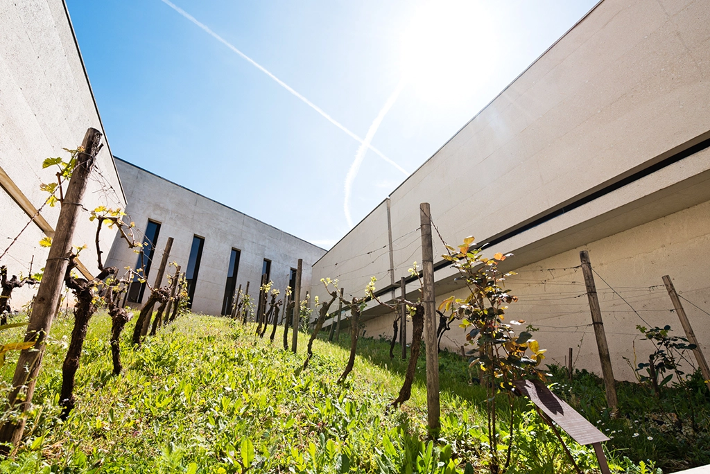 Le musée des savoir-faire du cognac-exterieur-vignes