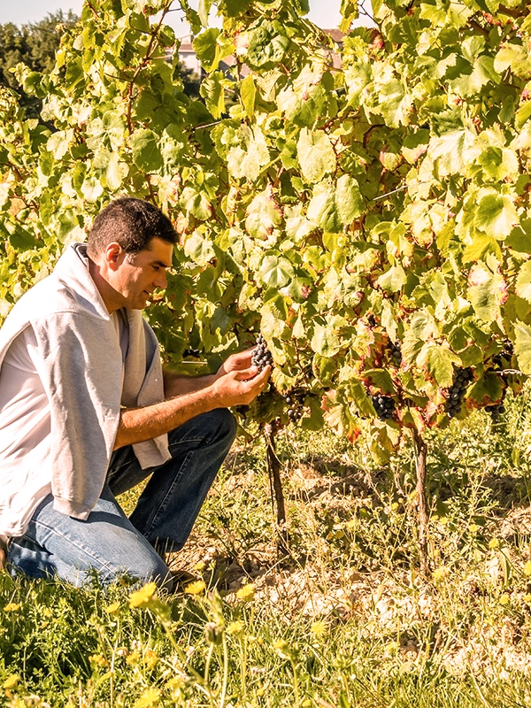 Iter vitis Wine Tour spécial french harvest