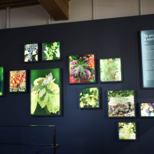 Biodiversité - exposition de vignes